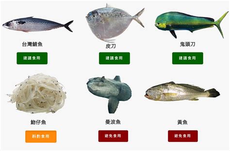 寵物魚種類|探索臺灣合法飼養的特殊寵物：珍稀魚類與迷人冷門寵物全紀錄！。